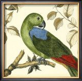 Tropical Parrot III Poster by Martinet 
