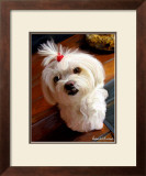 Mini Maltese Prints by Robert Mcclintock
