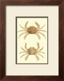 Antique Crab III Prints by James Sowerby
