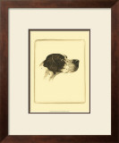 Danchin Pointer Posters by Danchin 