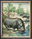 Hippopotamus Poster by Friedrich Specht