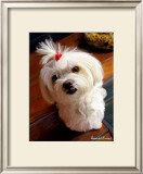 Mini Maltese Posters by Robert Mcclintock