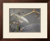 White Coy I Prints by Susan Friedman