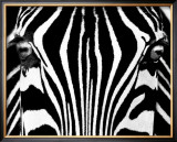 Black & White I (Zebra) Art by Rocco Sette