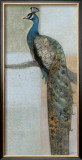 Resting Peacock II Posters by Norman Wyatt Jr.