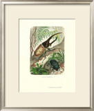 Hercules Beetle Prints