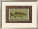 Small-Mouthed Black Bass Prints by Harris 