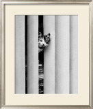 Chat Curieux Print by Edward Golbin