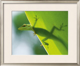 Here's Looking at You Kid Framed Giclee Print by Devon Stevens