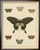 Heirloom Butterflies I Poster by Pieter Cramer
