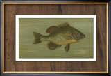 Common Sunfish Prints by Harris 