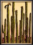 Mojave Posters by Robert Littleford