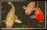 Green Rock Japanese Koi I Framed Giclee Print by erichan 
