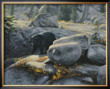 Boulder Bruin Posters by Stephen Lyman