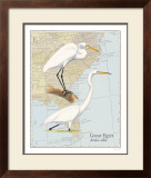 Great Egret Prints by David Sibley