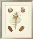 Knorr Shells I Prints by George Wolfgang Knorr