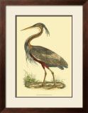 Purple Heron Art by Prideaux John Selby
