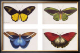 Rain Forest Butterflies Prints by Robert British