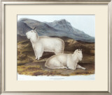 Rocky Mountain Goat Posters by John James Audubon