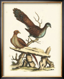 Regal Pheasants I Prints by George Edwards