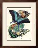 Butterflies III Posters by E. A. Seguy