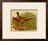 Faisanes Prints by Joachim Scholz