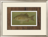 White or Silver Bass Posters by Harris 