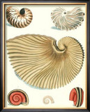 Studies in Symmetry II Prints by George Wolfgang Knorr