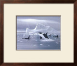 Orcas in Northern Waters Prints by David Jean