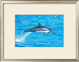 Spinner Dolphins Prints by Michael S. Nolan