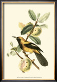 Exotic Birds II Prints by Georges Cuvier