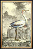 Antique Egret Prints by J.E. Deseve