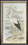 White Stork Prints