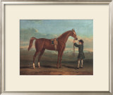 Racehorse Shakespeare Prints by R. Roper
