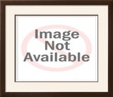 Canadian Cat Framed Giclee Print by Gale Pitt