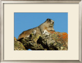Marmot in Alaska Framed Giclee Print by Charles Glover