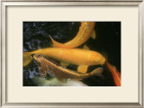 Golden Japanese Koi Fish Posters by Ryuji Adachi