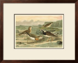 Shore Gathering I Prints by Franz Eugen Kohler