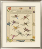 Dragonfly Manuscript III Prints by Jaggu Prasad