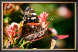 Red Admiral Prints by Antonia Illsley