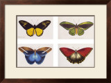 Rain Forest Butterflies Poster by Robert British