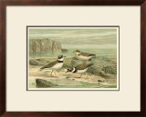 Shore Gathering VI Print by Franz Eugen Kohler