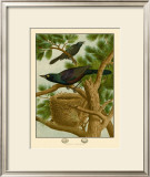 Purple Grackle Print