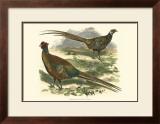 Bohemian Pheasant Posters