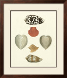 Knorr Shells III Prints by George Wolfgang Knorr