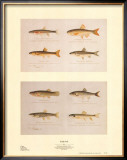 Little Fish Art