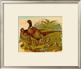 Faisanes Prints by Joachim Scholz