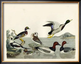 Duck Family II Prints by A. Wilson