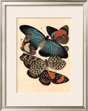 Butterflies I Posters by E. A. Seguy
