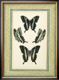 Papilio Collection IV Print by Lebrun 